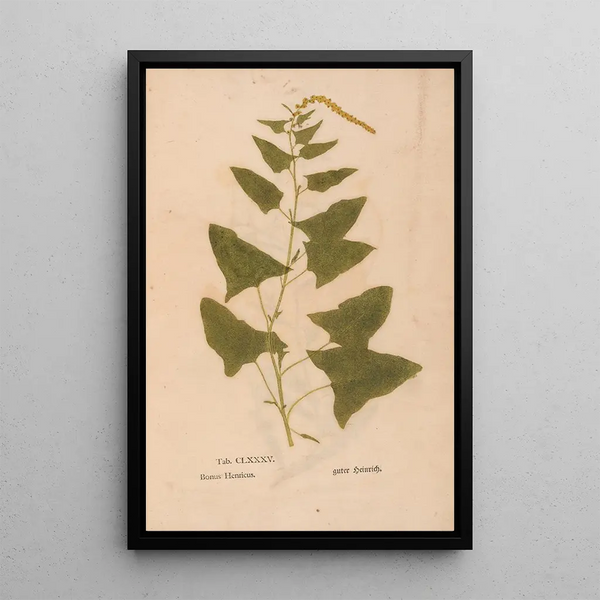 Maalauksen jäljennös Ectypa vegetabilium Pl185 - Christian Gottlieb Ludwig