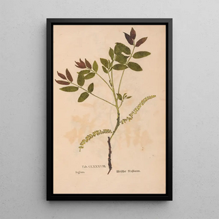 Christian Gottlieb Ludwig - Ectypa vegetabilium Pl188.webp