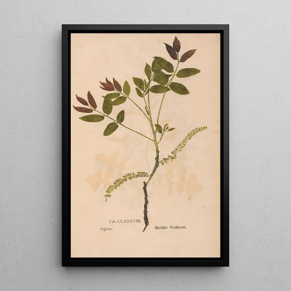 Ectypa vegetabilium Pl188 - Christian Gottlieb Ludwig — kehystetty taideteos seinällä