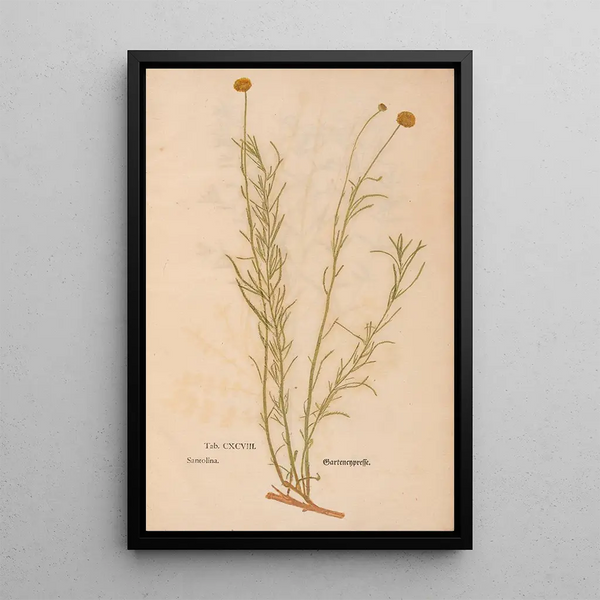 Maalauksen jäljennös Ectypa vegetabilium Pl198 - Christian Gottlieb Ludwig