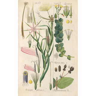 Christian Schkuhr - Botanisches Handbuch Pl01.webp