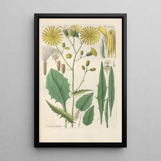 Christian Schkuhr - Botanisches Handbuch Pl09.webp