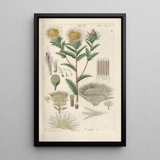 Christian Schkuhr - Botanisches Handbuch Pl20.webp