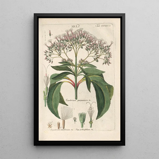 Christian Schkuhr - Botanisches Handbuch Pl25.webp