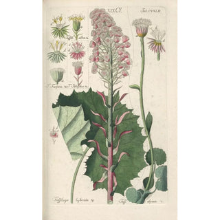 Christian Schkuhr - Botanisches Handbuch Pl30.webp