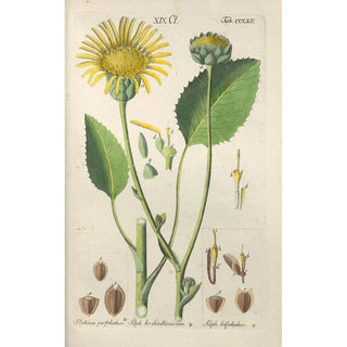 Christian Schkuhr - Botanisches Handbuch Pl56.webp