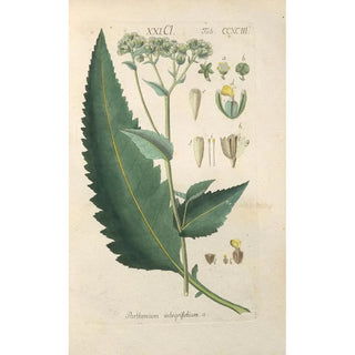Christian Schkuhr - Botanisches Handbuch Pl88.webp