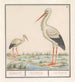 Cigogne Ciconia ciconia - Anselmus Botius de Boodt — näkymä teoksesta