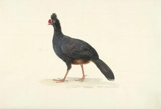 Circle of Franois Levaillant - Zwarte loopvogel met korte dikke rode snavel.webp