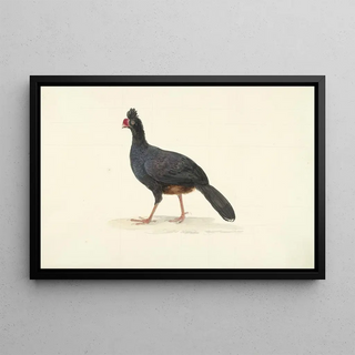 Circle of Franois Levaillant - Zwarte loopvogel met korte dikke rode snavel.webp