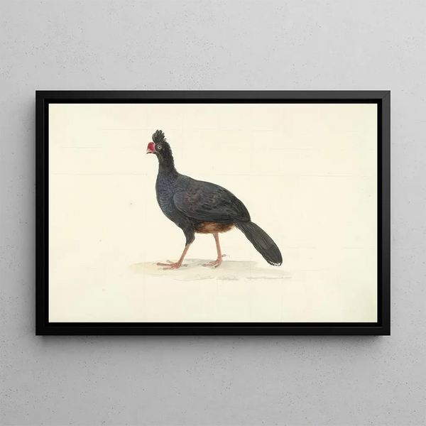Circle of Franois Levaillant - Zwarte loopvogel met korte dikke rode snavel.webp