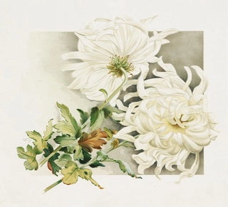 Clair de lune - James Callowhill