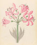 Couplets boophones d'Amaryllis - Clemenz Heinrich Wehdemann — näkymä teoksesta