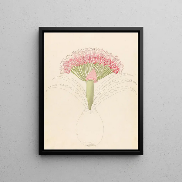Brunswigia Brunsvigia grandiflora - Clemenz Heinrich Wehdemann — kehystetty taideteos seinällä