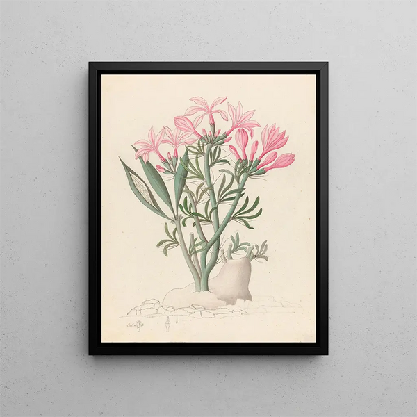 Céropégie tai Echites Pachypodium succulentum - Clemenz Heinrich Wehdemann — kehystetty taideteos seinällä