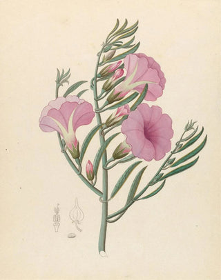 Clemenz Heinrich Wehdemann - Convolvulus Ipomoea oenotheroides.webp