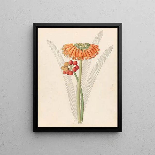 Cyrtanthus Clivia nobilis - Clemenz Heinrich Wehdemann — kehystetty taideteos seinällä