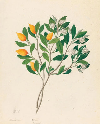 Clemenz Heinrich Wehdemann - Hexand Mono Mimusops obovata.webp