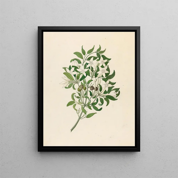 Jasminum angulare - Clemenz Heinrich Wehdemann — kehystetty taideteos seinällä