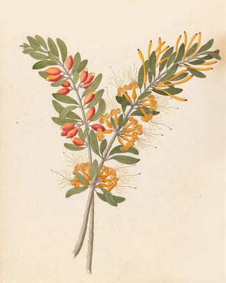 Clemenz Heinrich Wehdemann - Loranthus N Sp Moquiniella rubra.webp