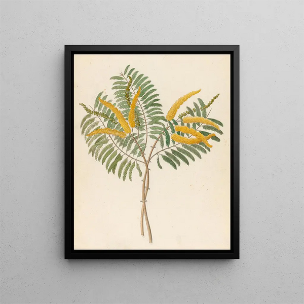 Mimosa Acacia caffra - Clemenz Heinrich Wehdemann — kehystetty taideteos seinällä