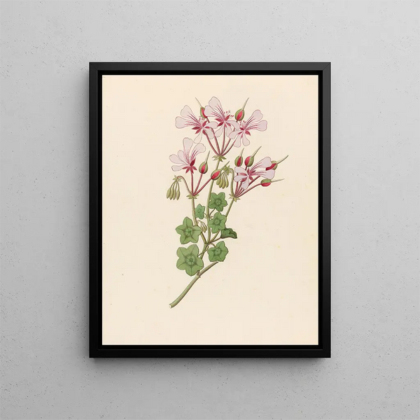 Pélargonium peltatum - Clemenz Heinrich Wehdemann — kehystetty taideteos seinällä