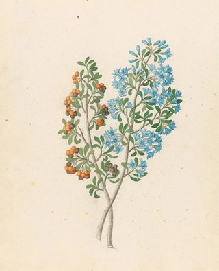Clemenz Heinrich Wehdemann - Pentand mono Ehretia rigida.webp
