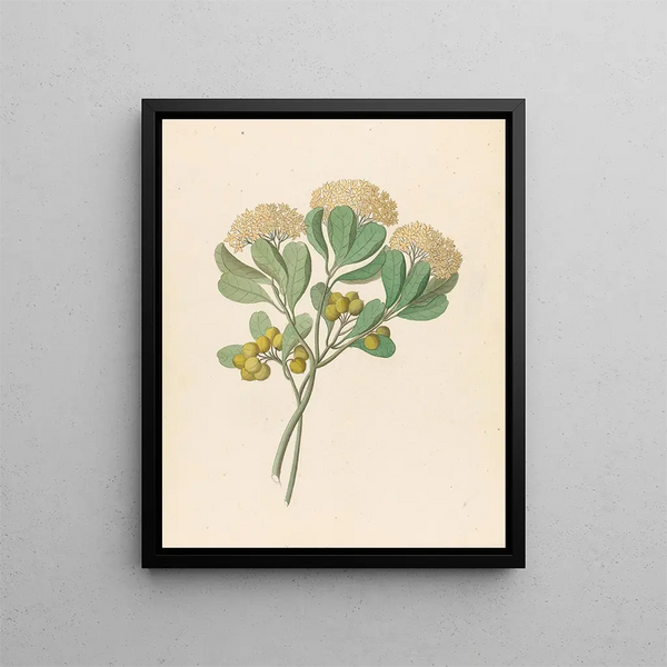 Pentandria Mon Pittosporum viridiflorum - Clemenz Heinrich Wehdemann — kehystetty taideteos seinällä