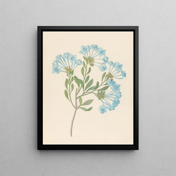Plumbago capensis Plumbago auriculata - Clemenz Heinrich Wehdemann — kehystetty taideteos seinällä