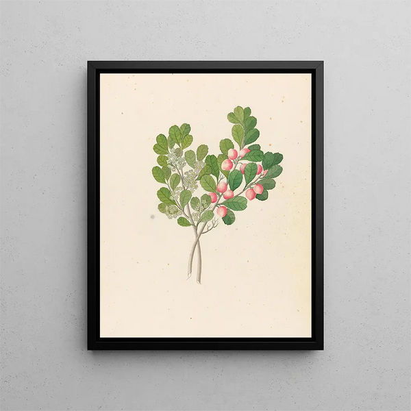 Rhamnus Cassine aethiopica Mystroxylon aethiopicum - Clemenz Heinrich Wehdemann — kehystetty taideteos seinällä