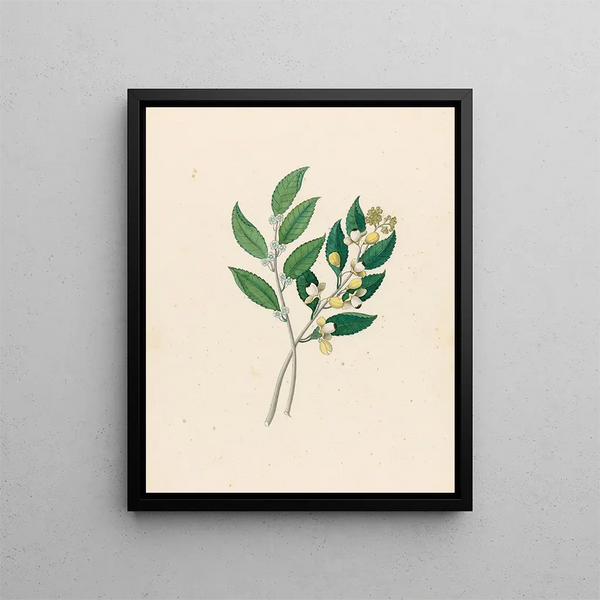 Rhamnus Curtisia denté - Clemenz Heinrich Wehdemann — kehystetty taideteos seinällä