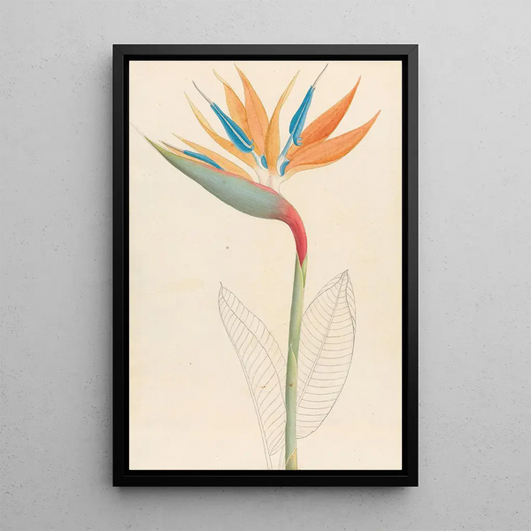 Strelitzia reginae - Clemenz Heinrich Wehdemann — kehystetty taideteos seinällä