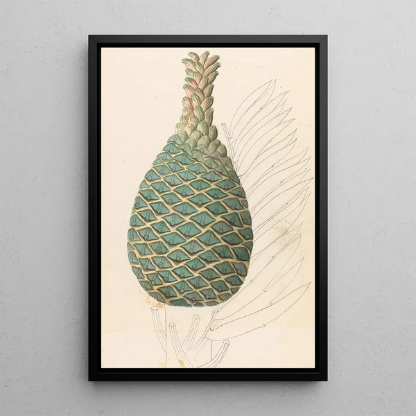 Maalauksen jäljennös Zamia caffra Encephalartos altensteinii naarasversona - Clemenz Heinrich Wehdemann