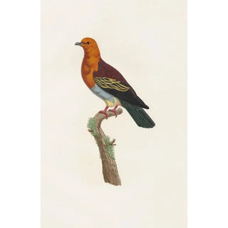 Coenraad Jacob Temminck - Les pigeons Pl06.webp
