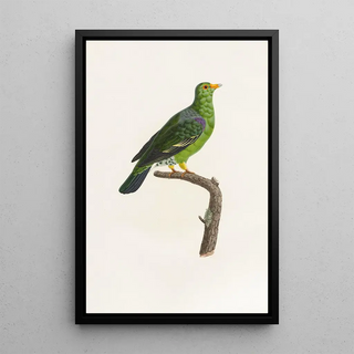 Coenraad Jacob Temminck - Les pigeons Pl07.webp