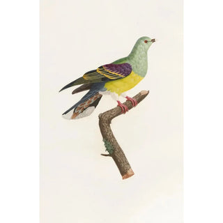 Coenraad Jacob Temminck - Les pigeons Pl08.webp