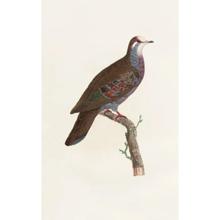 Coenraad Jacob Temminck - Les pigeons Pl19.webp