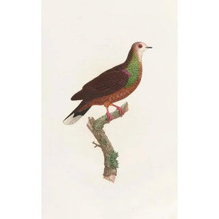 Coenraad Jacob Temminck - Les pigeons Pl43.webp