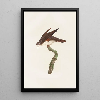 Coenraad Jacob Temminck - Les pigeons Pl48.webp