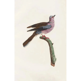 Coenraad Jacob Temminck - Les pigeons Pl52.webp