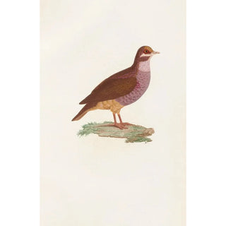 Coenraad Jacob Temminck - Les pigeons Pl76.webp
