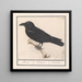 Corbeau Corvus corax - Anselmus Botius de Boodt — kehystetty taideteos seinällä
