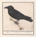 Corbeau Corvus corax - Anselmus Botius de Boodt — näkymä teoksesta