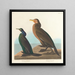 Cormoran vert violet - John James Audubon — kehystetty taideteos seinällä