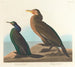 Cormoran vert violet - John James Audubon — näkymä teoksesta