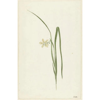 Cornelis van Noorde - Iris.webp
