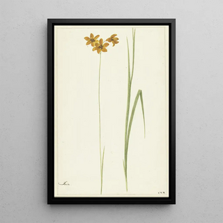 Cornelis van Noorde - Ixia.webp