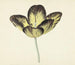 Tulip named Bizard Egyptian - Cornelis van Noorde — näkymä teoksesta