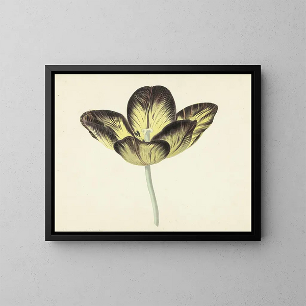 Tulip named Bizard Egyptian - Cornelis van Noorde — kehystetty taideteos seinällä