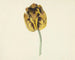 Tulip named Bizard Leodie - Cornelis van Noorde — näkymä teoksesta